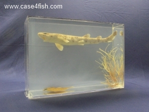 Foto Galerie/Carcharhiniformes/Scyliorhinus canicula/Scyliorhinus canicula_03_S.jpg